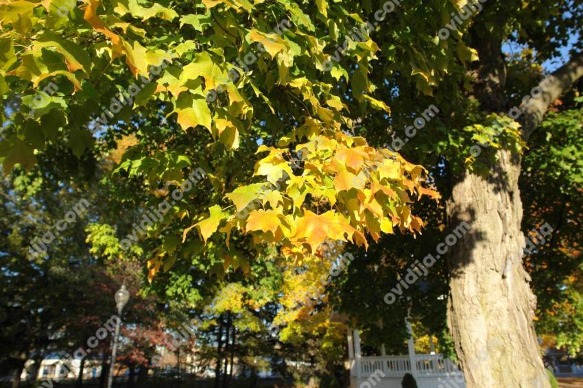 Autumn