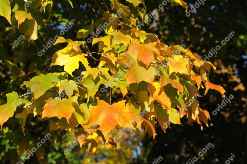 Maple leaves in autumn