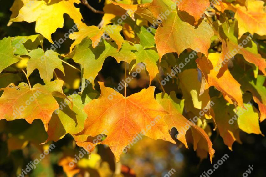 Maple leaves in autumn