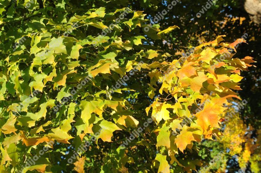 Maple leaves in autumn