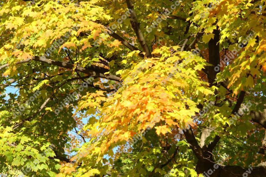 Maple leaves in autumn
