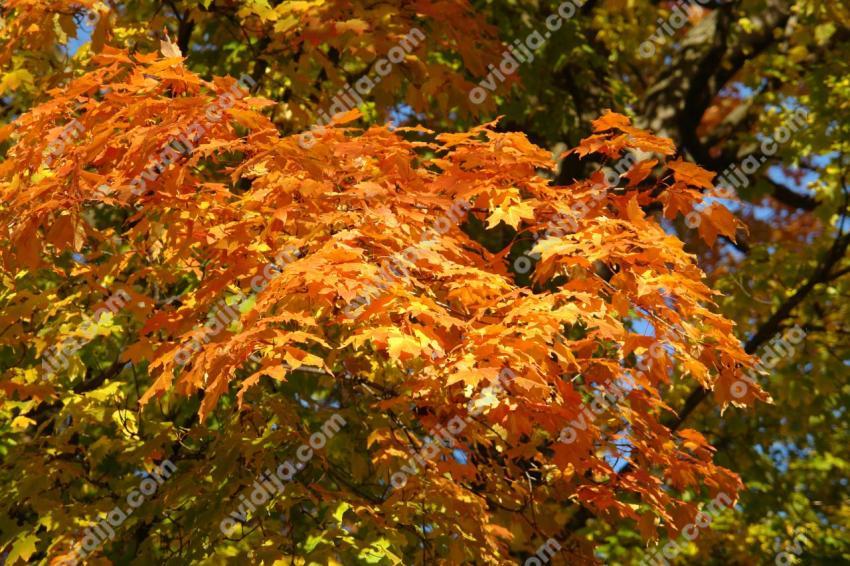 Golden maple leaves in autumn