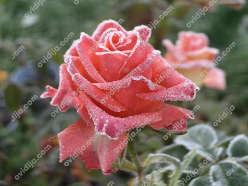 IMG 20251020 092546